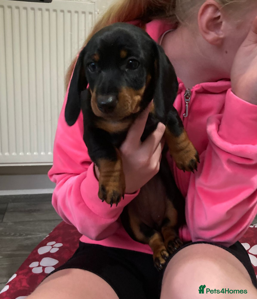 Dachshund dogs for sale: Dachshund Girl Puppies Absolutely Gorgeous  - Image 10
