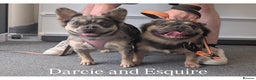 French Bulldog dogs for sale: REDUCED! Fluffy French Bulldog Puppies  - Advert 12
