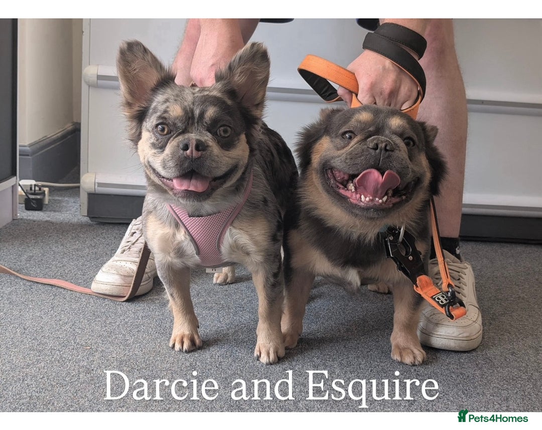 French Bulldog dogs for sale: Fluffy French Bulldog Puppies  - Image 13