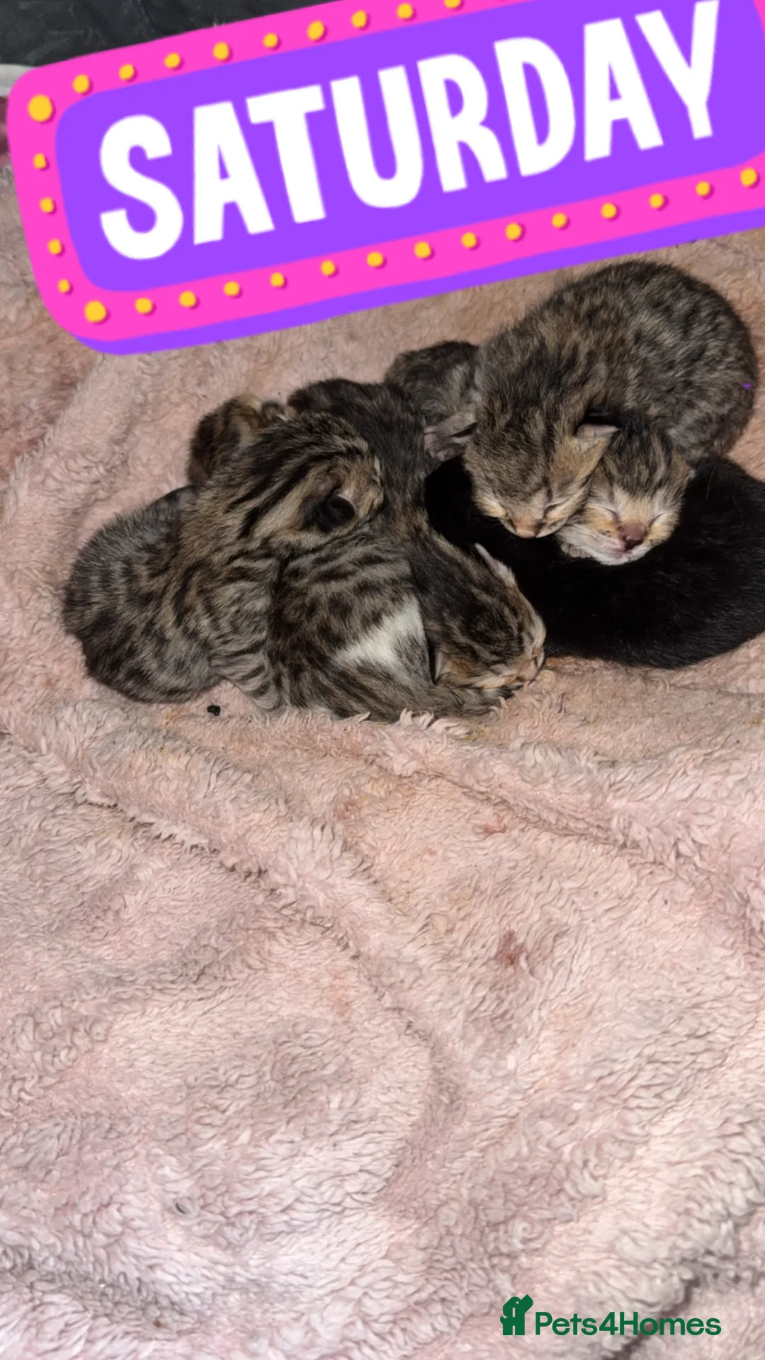 Bengal cats for sale: Beautiful Bengal  Kittens  - Advert 2