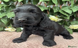 Cocker Spaniel dogs for sale: Last beautiful boy ! import line show cockers - Image 14