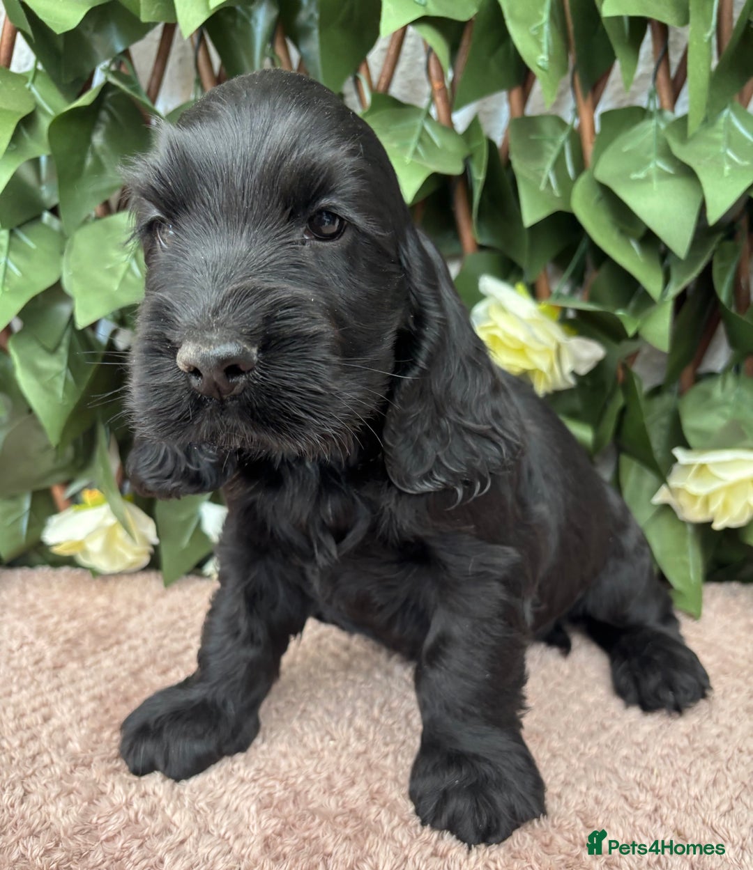 Cocker Spaniel dogs for sale: Last beautiful boy ! import line show cockers - Image 14