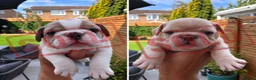 French Bulldog dogs for sale: 🐾 FRENCH BULLDOG PUPPIES 🐾 - Advert 5