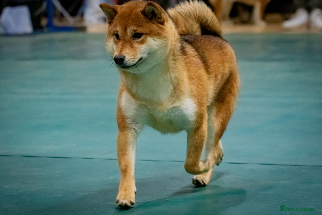Japanese Shiba Inu dogs for sale: Well bred Japanese shiba inu puppies  - Image 4