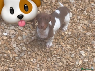 Dachshund dogs - Advert 28