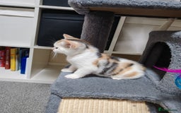 Mixed Breed cats for sale: Cute Bengal mix Kittens looking for loving homes🐱 - Image 30