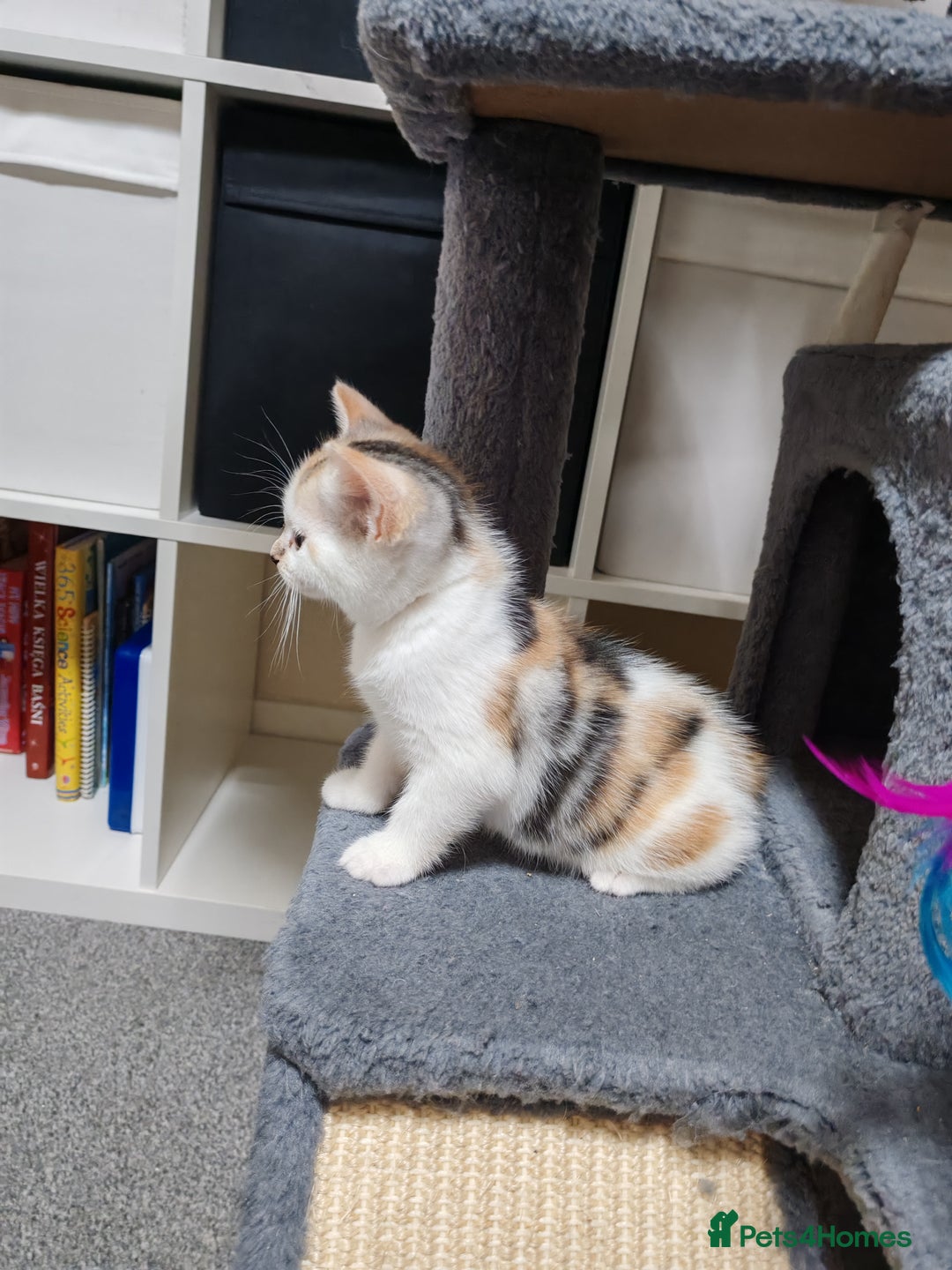 Mixed Breed cats for sale: Cute Bengal mix Kittens looking for loving homes🐱 - Image 30