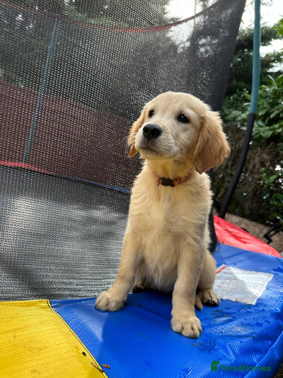 Golden Retriever dogs for sale: KC/FCI Well-Bred, Health CERTIFICATED,DAD CHAMPION - Image 20