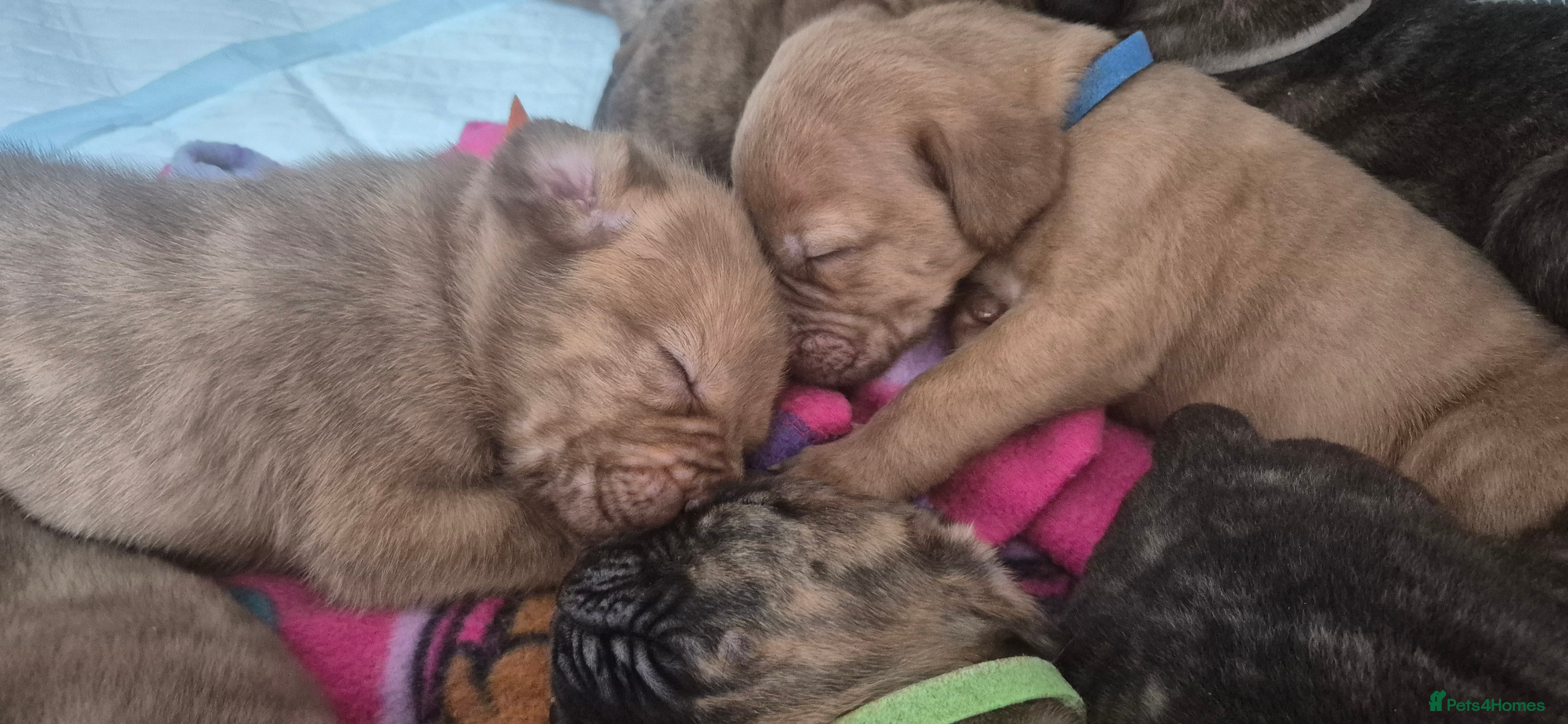 Mixed Breed dogs £750 ono Mastiff cross Puppies looking for homes  - Advert 7