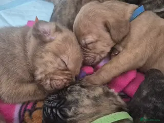 Mixed Breed dogs £750 ono Mastiff cross Puppies looking for homes - Advert 7