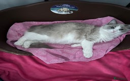 Ragdoll cats for sale: 3 beautiful ragdolls - Image 1