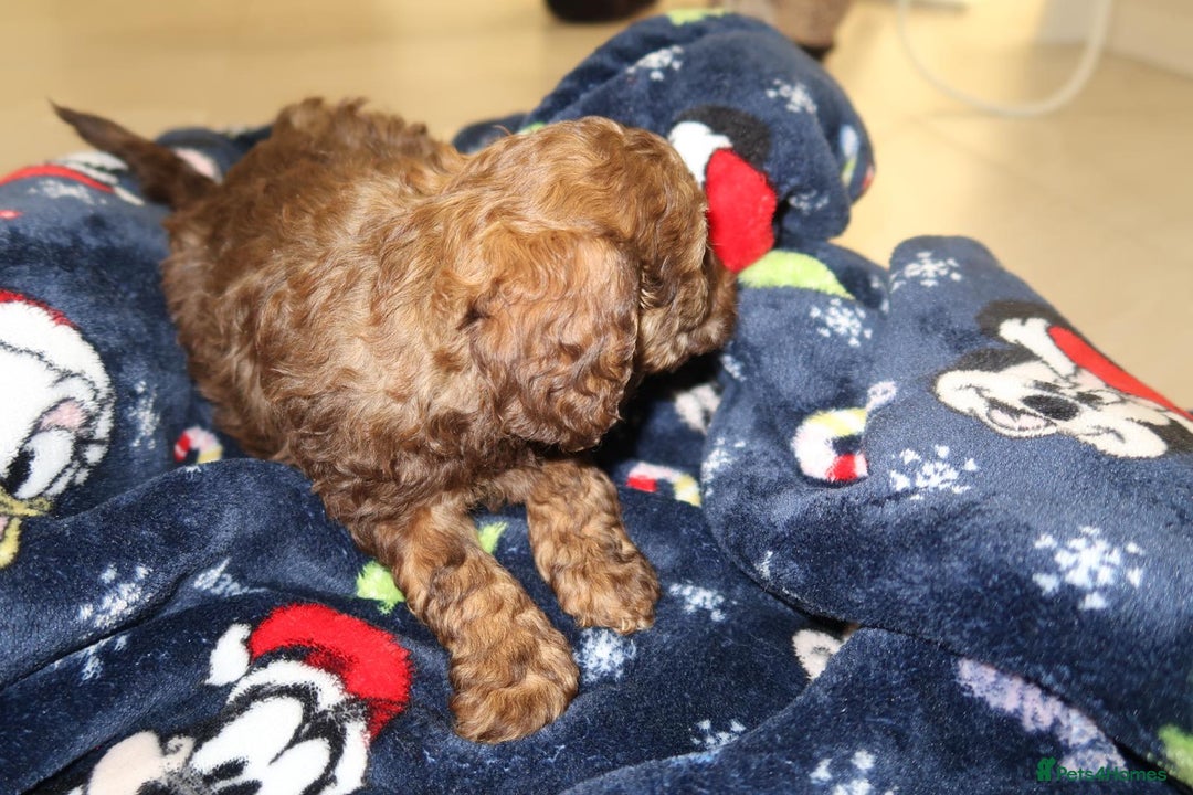 Cockapoo dogs for sale: Beautiful f1b Cockapoo puppy's   - Advert 27
