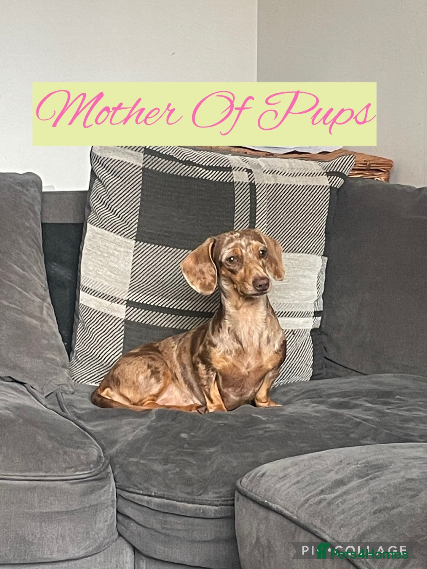 Miniature Dachshund dogs 6 Miniature Dachshund pups  - Advert 1