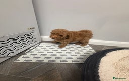 Miniature Poodle dogs for sale: Miniture poodles - READY TO LEAVE!!   - Image 37