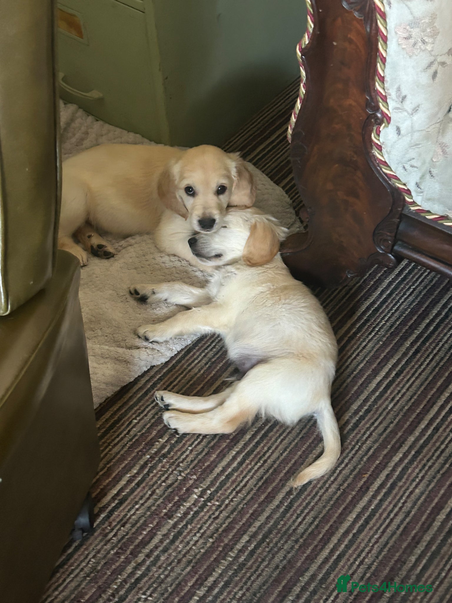 Mixed Breed dogs Dakota Sports retrievers. Mini Goldens Ready now.  - Advert 2