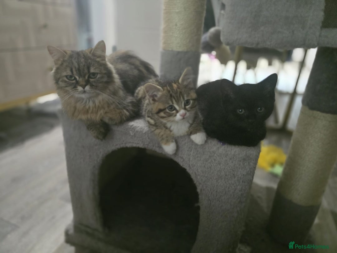 Persian cats for sale: All Black long hair Persian mixed  - Image 3