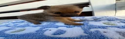 Mixed Breed dogs for sale: Foxed face pomerian cross jackrussel in Ledbury - Advert 18