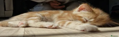 British Shorthair 3 Ginger 