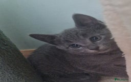 Russian Blue cats for sale: Beautiful full Russian blue kittens  - Image 13