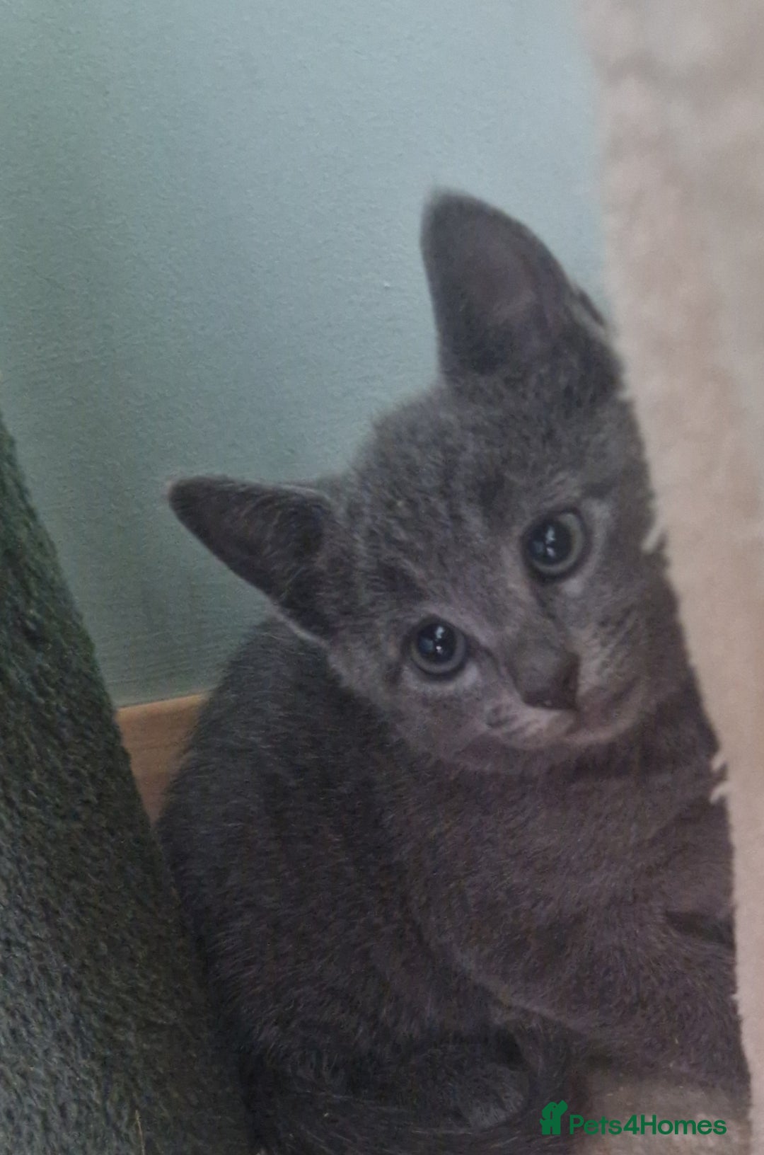 Russian Blue cats for sale: Beautiful full Russian blue kittens  - Image 13