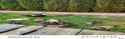 Ducks poultry for sale: Muscovy ducklings  - Advert 7