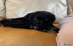 Cocker Spaniel dogs for sale: Gorgeous KC Working Cocker Spaniel Puppy Available - Image 22