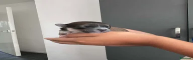 Chihuahua 4