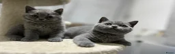 British Shorthair cats for sale:  3 blue Britishshorthair kittens girls for sale  - Advert 16