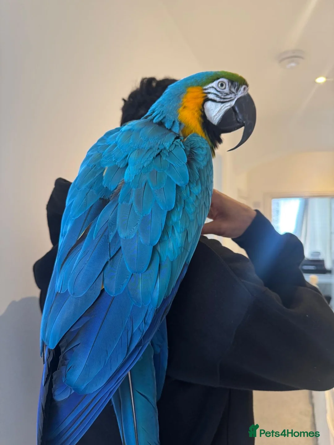 Macaws birds for sale: Blue & Gold Macaw Parrot for Sale in Watford - Advert 1