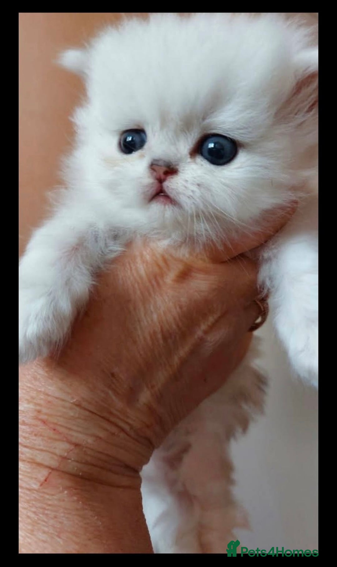 Persian cats for sale: Italian Persian chinchilla kittens♥️🐾 - Image 29