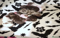 Yorkshire Terrier dogs for sale: Stunning Biro & Merle Yorkie Girls – Ready Nov 25 - Image 7