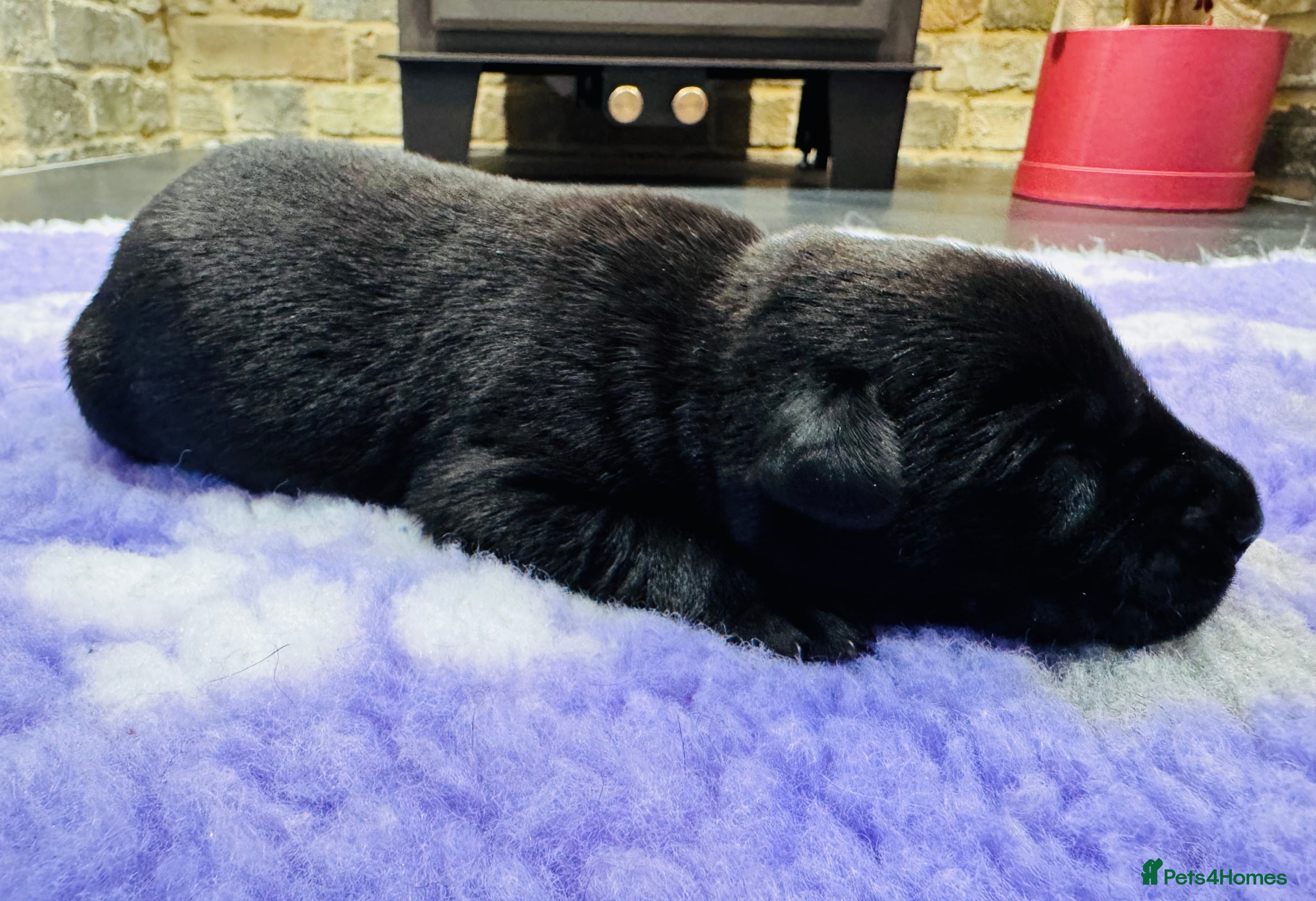 Labrador Retriever dogs KC Registered Working Labrador Babies 🐾🐾🐾 - Advert 2