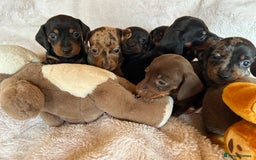 Dachshund dogs for sale: 7 Gorgeous puppies  - Image 15