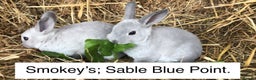 Rex rabbits for sale: Beautiful Pure Breed Velvet Mini Rex babies 🐰  - Advert 20