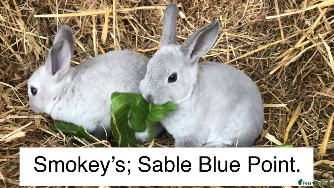 Rex rabbits for sale: Beautiful Pure Breed Velvet Mini Rex babies 🐰  - Advert 20
