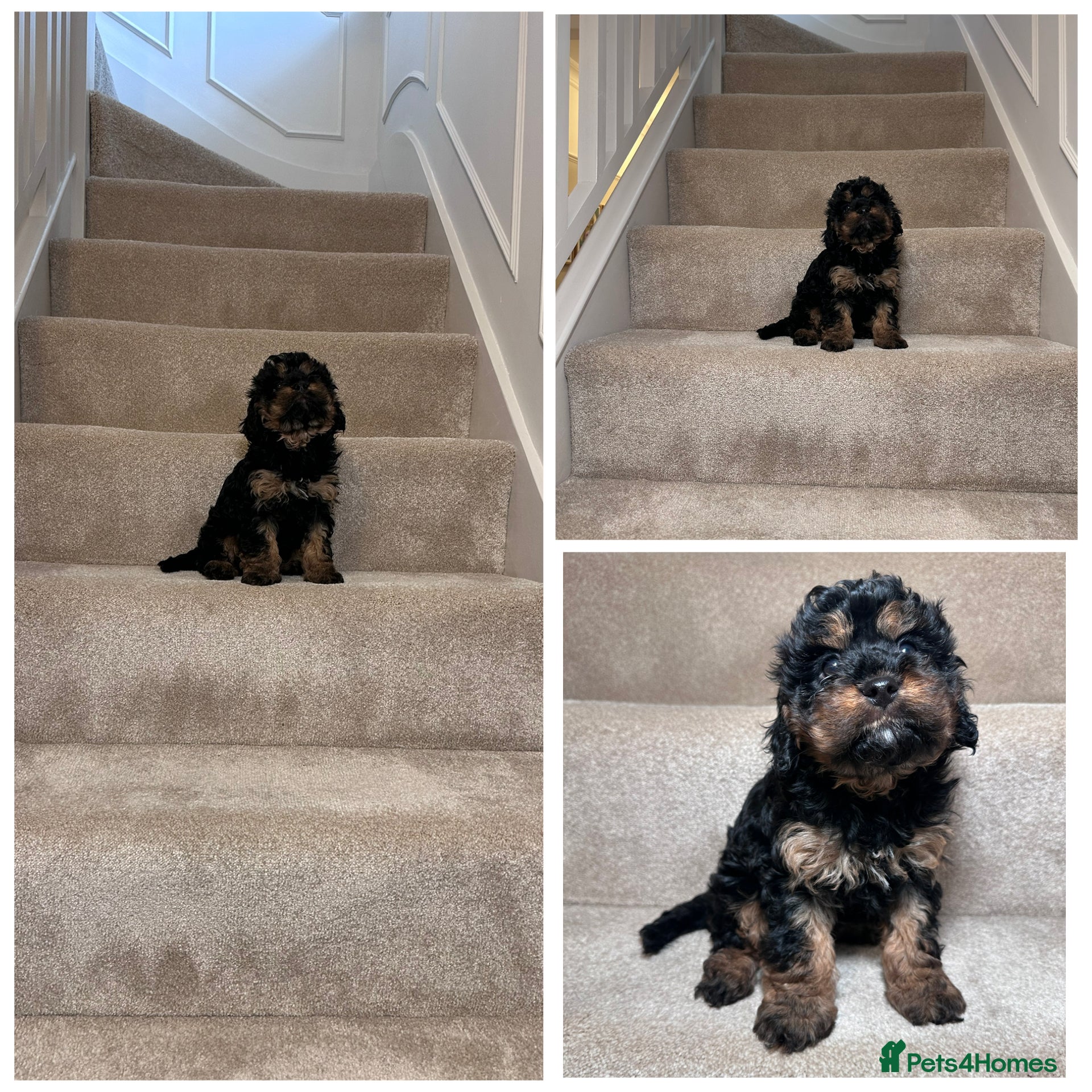 Cavapoo dogs Adorable Cavapoo puppies. Health tested Parent.  - Advert 2