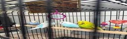 Budgerigars birds for sale: Budgerigars parrot in Birmingham - Advert 2