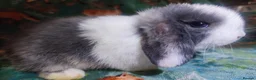 Mini Lop rabbits for sale: Baby Mini Lops - Advert 14