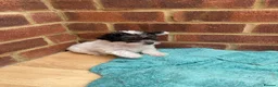 Mixed Breed dogs for sale: 2 jackapoo/chipoo puppies in Sittingbourne - Advert 4