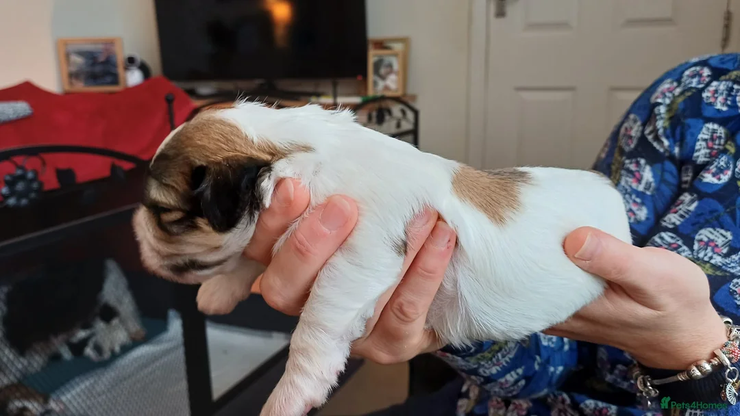 Havanese dogs for sale: Stunning KC registered Havanese puppies - Advert 12