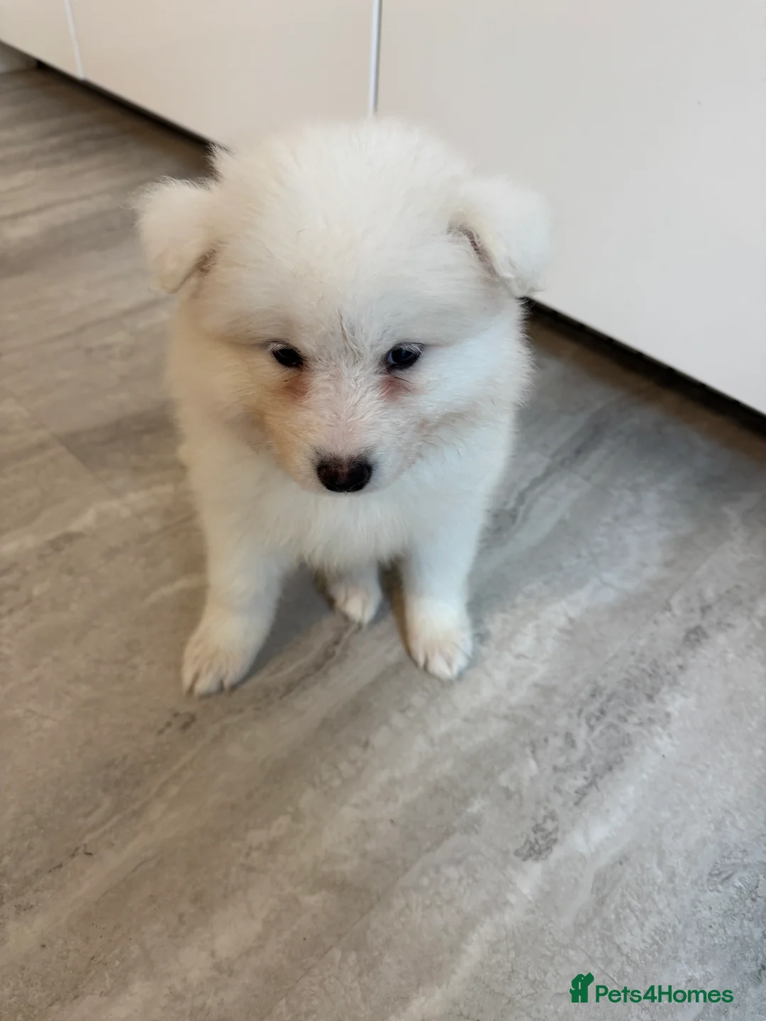 Samoyed dogs for sale: Samoyed Puppies - Advert 8