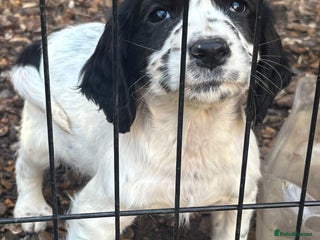 Cocker Spaniel dogs Cocker Spaniel Pups ❤️ - Advert 4