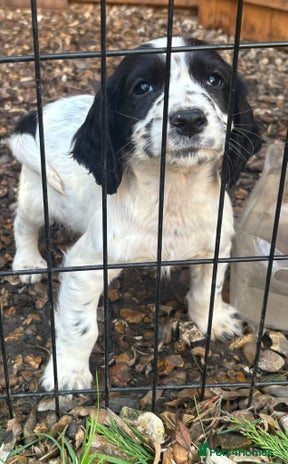 Cocker Spaniel dogs Cocker Spaniel Pups ❤️ - Advert 7