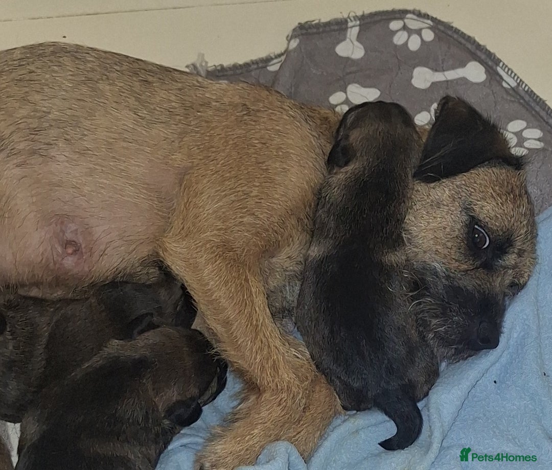 Border Terrier dogs for sale: Border Terrier Puppies - Advert 2