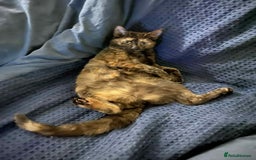 Bengal cats for sale: Three cats to go 2 twins and one bengal cross - Image 5