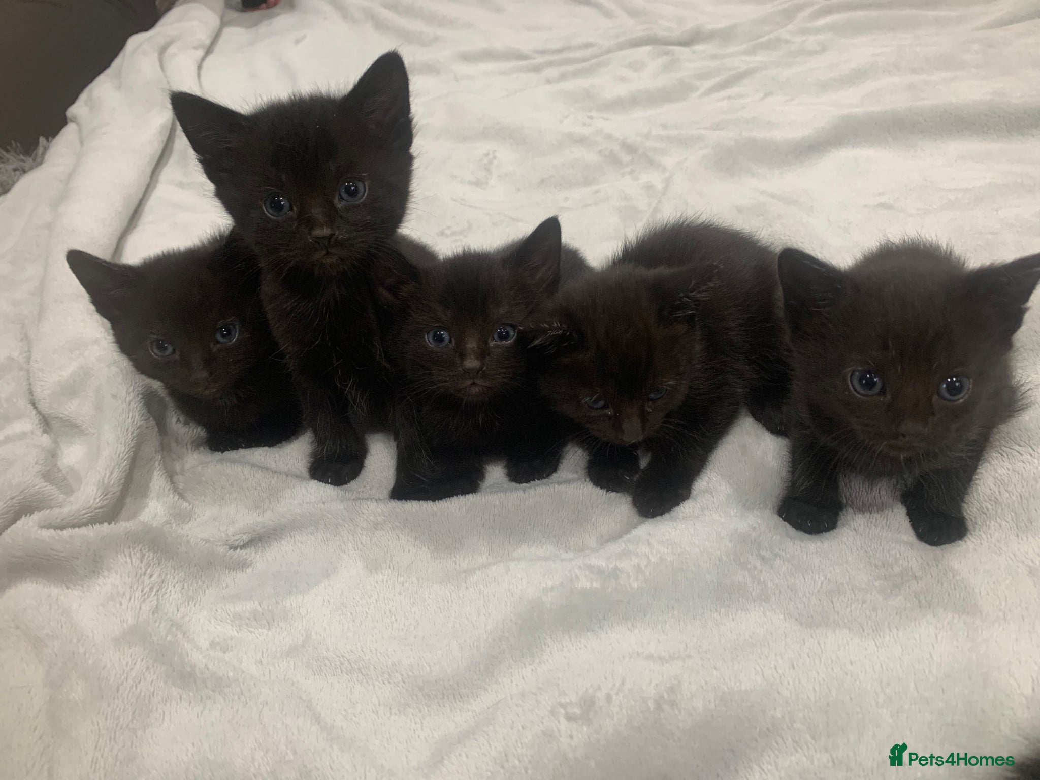 Mixed Breed cats Gorgeous mixed kittens  - Advert 6