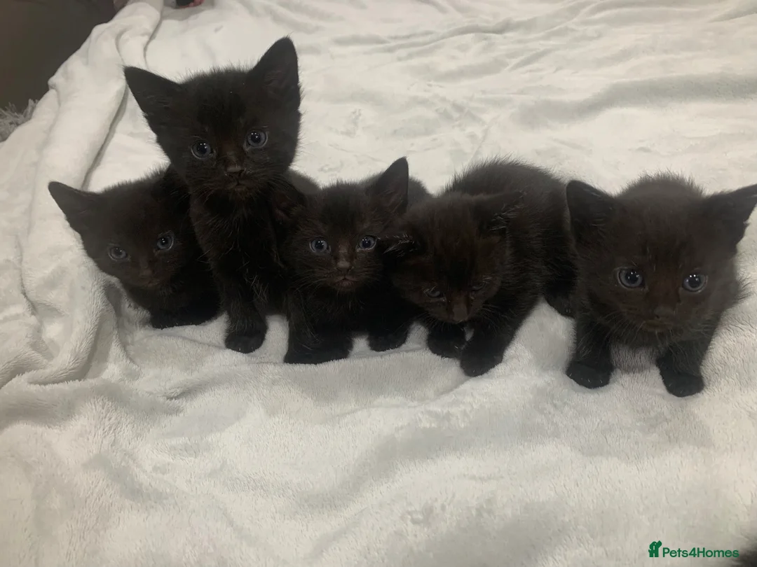 Mixed Breed cats for sale: Gorgeous mixed kittens  - Advert 1