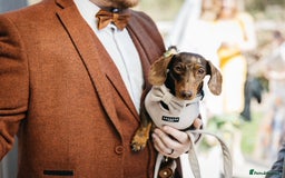 Miniature Dachshund dogs for stud: 🐾 KC Miniature Dachshund – Otto Von Krumm 🐾 - Image 3