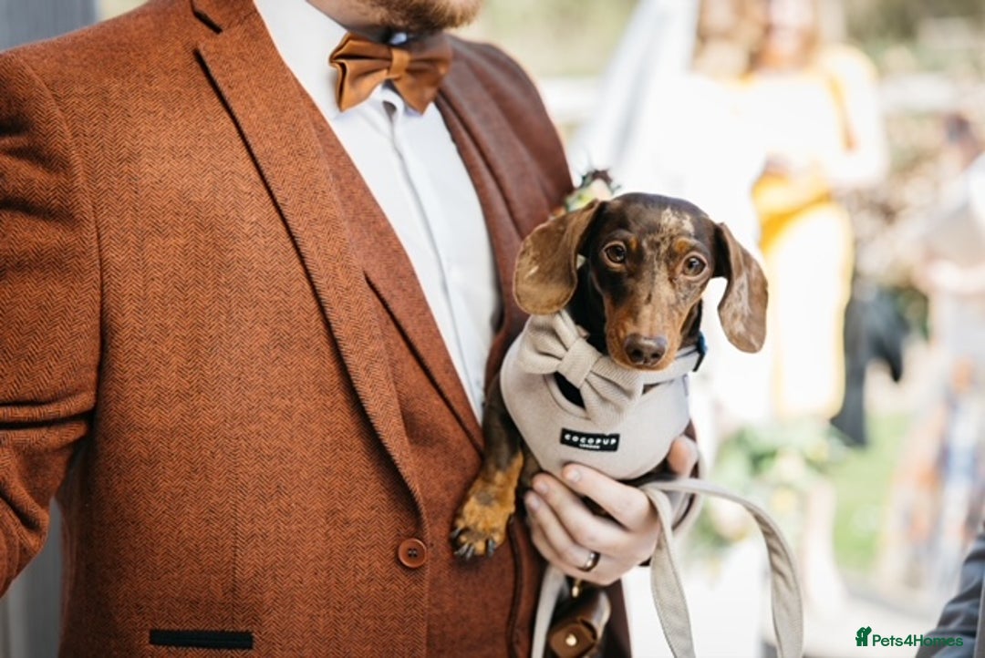 Miniature Dachshund dogs for stud: 🐾 KC Miniature Dachshund – Otto Von Krumm 🐾 - Image 3