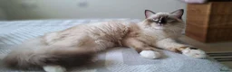Ragdoll cats for sale: 💠FiFe registered Ragdoll kittens for sale💠 in Bristol - Advert 24